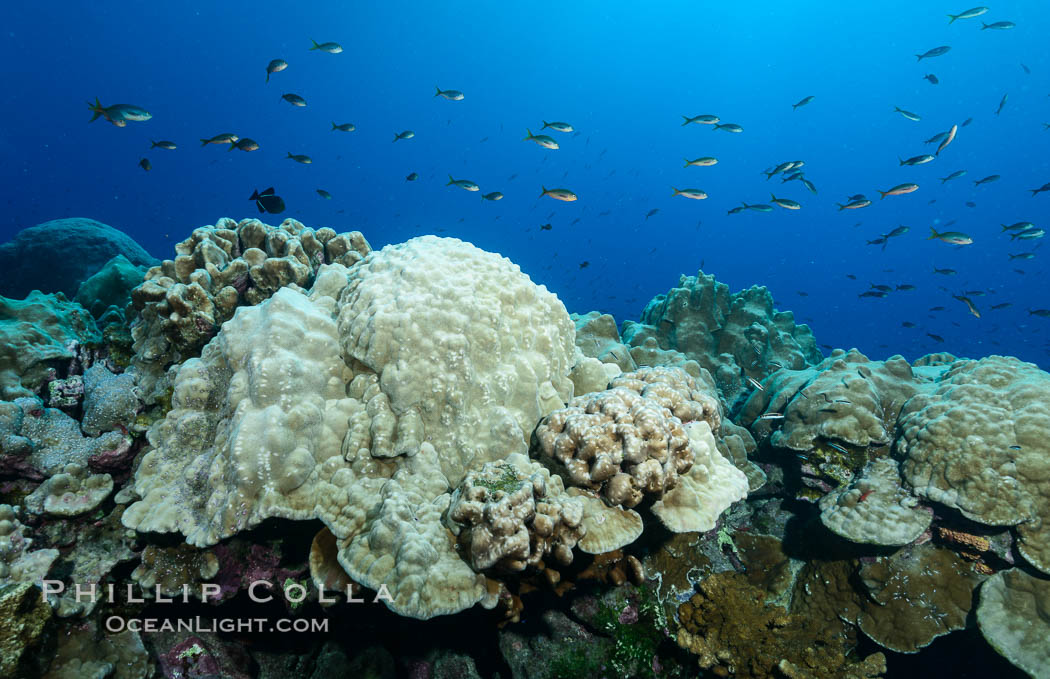 Plates of Porites arnaudi coral, Clipperton Island. France, Porites arnaudi, natural history stock photograph, photo id 33023