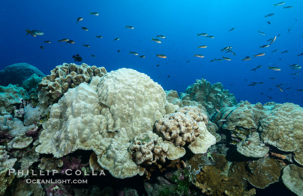 Plates of Porites arnaudi coral, Clipperton Island., Porites arnaudi, natural history stock photograph, photo id 33023