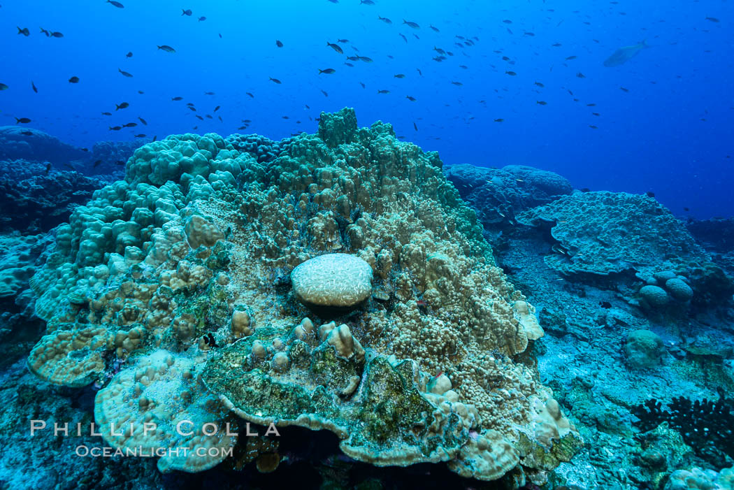 Plates of Porites arnaudi coral, Clipperton Island. France, Porites arnaudi, natural history stock photograph, photo id 33027