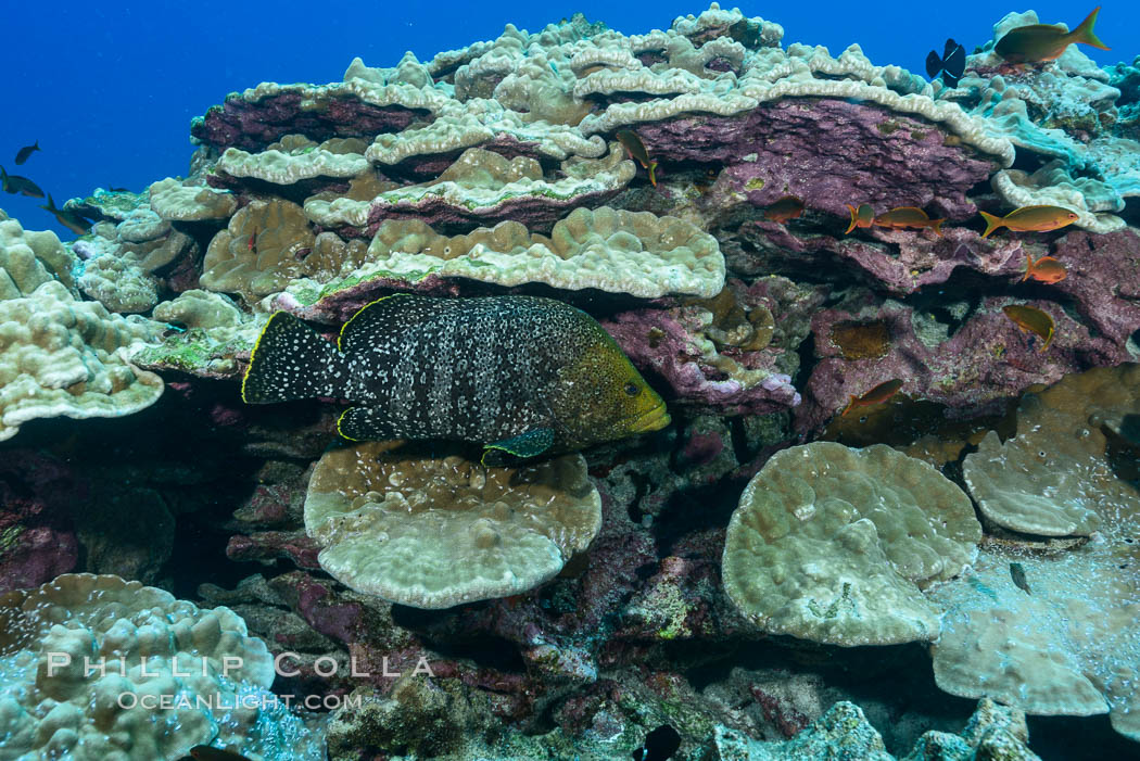 Plates of Porites arnaudi coral, Clipperton Island. France, Porites arnaudi, natural history stock photograph, photo id 33053