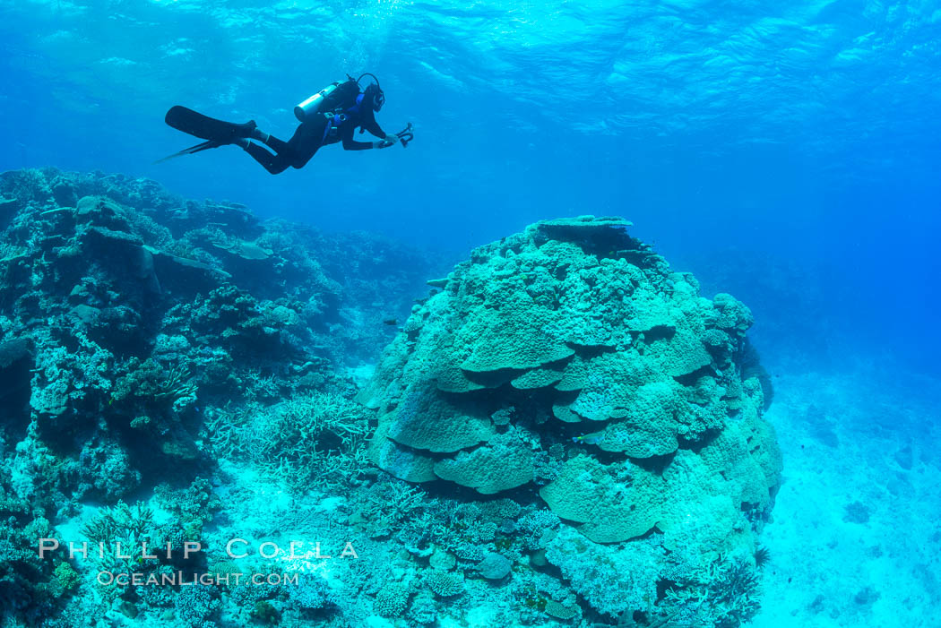 Enormous pristine 1000-year-old Porites coral head, boulder coral, Fiji. Wakaya Island, Lomaiviti Archipelago, natural history stock photograph, photo id 31546