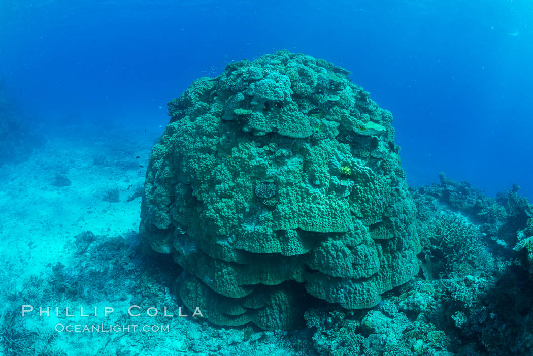 Enormous pristine 1000-year-old Porites coral head, boulder coral, Fiji. Wakaya Island, Lomaiviti Archipelago, natural history stock photograph, photo id 31760