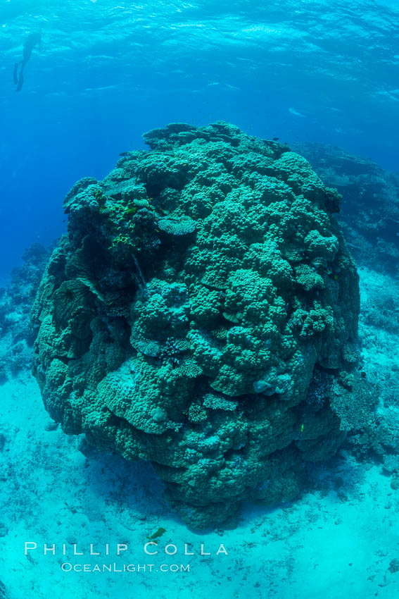 Enormous pristine 1000-year-old Porites coral head, boulder coral, Fiji. Wakaya Island, Lomaiviti Archipelago, natural history stock photograph, photo id 31759