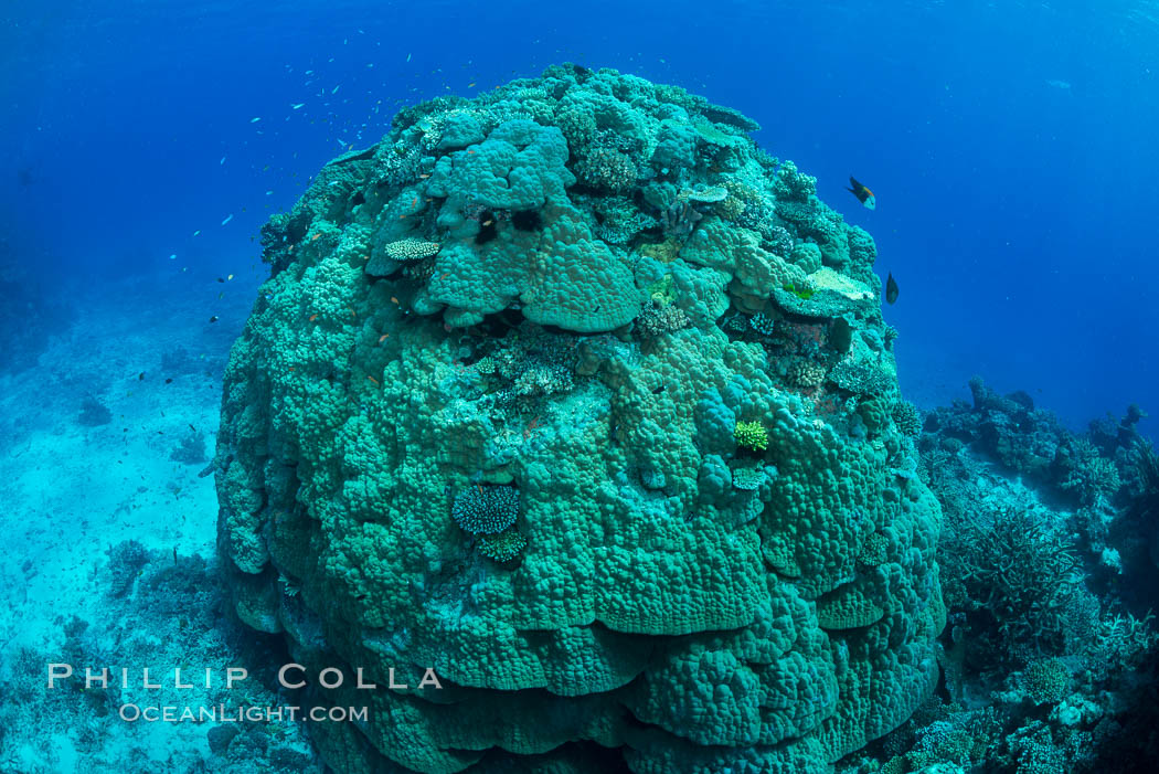 Enormous pristine 1000-year-old Porites coral head, boulder coral, Fiji. Wakaya Island, Lomaiviti Archipelago, natural history stock photograph, photo id 31761