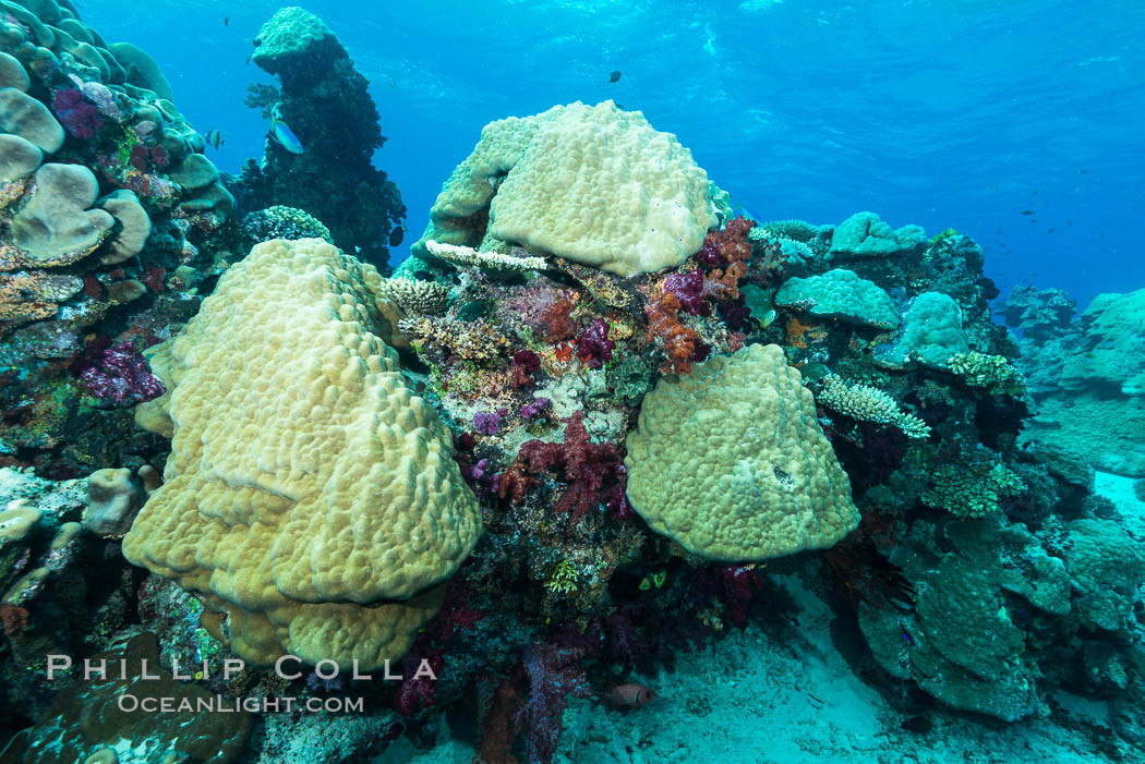 Porites boulder coral and other hard corals, on pristine tropical reef, Fiji. Nigali Passage, Gau Island, Lomaiviti Archipelago, natural history stock photograph, photo id 31534