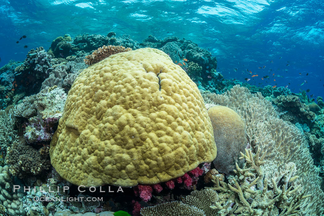 Porites boulder coral and other hard corals, on pristine tropical reef, Fiji. Vatu I Ra Passage, Bligh Waters, Viti Levu  Island, natural history stock photograph, photo id 31645