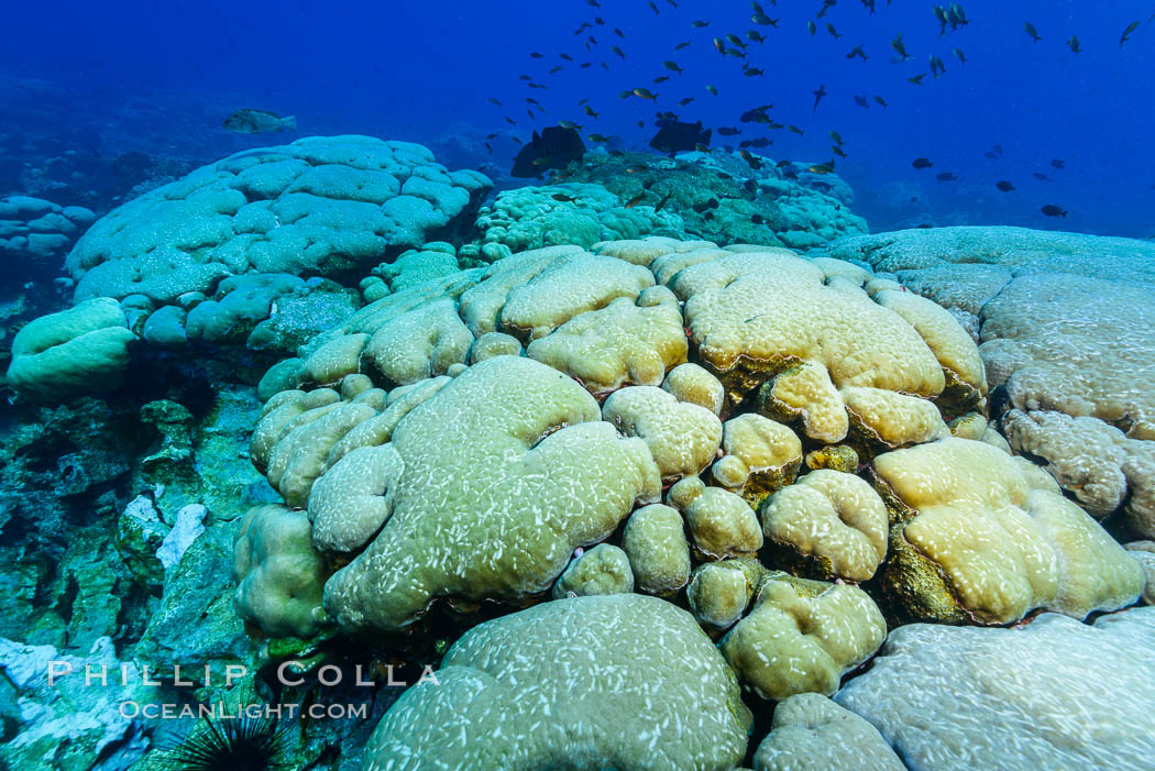 Coral reef expanse composed primarily of porites lobata, Clipperton Island, near eastern Pacific. France, Porites lobata, natural history stock photograph, photo id 32966