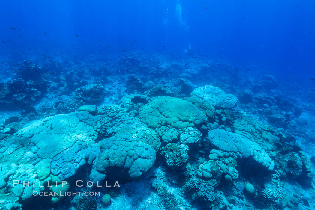 Coral reef expanse composed primarily of porites lobata, Clipperton Island, near eastern Pacific. France, Porites lobata, natural history stock photograph, photo id 33006
