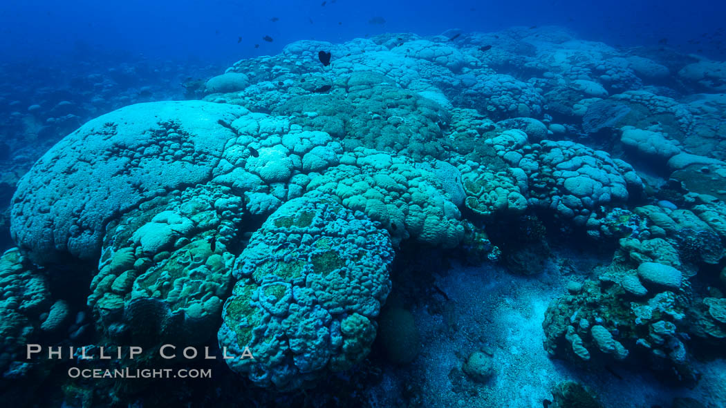 Coral reef expanse composed primarily of porites lobata, Clipperton Island, near eastern Pacific. France, Porites lobata, natural history stock photograph, photo id 33010