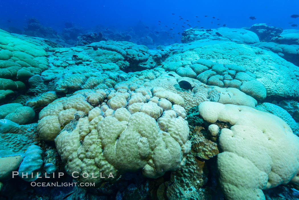 Coral reef expanse composed primarily of porites lobata, Clipperton Island, near eastern Pacific. France, Porites lobata, natural history stock photograph, photo id 33018