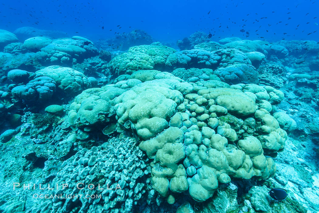 Coral reef expanse composed primarily of porites lobata, Clipperton Island, near eastern Pacific. France, Porites lobata, natural history stock photograph, photo id 33034