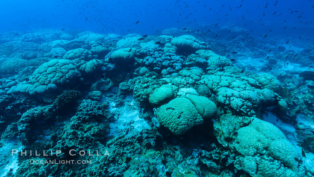 Coral reef expanse composed primarily of porites lobata, Clipperton Island, near eastern Pacific. France, Porites lobata, natural history stock photograph, photo id 33050
