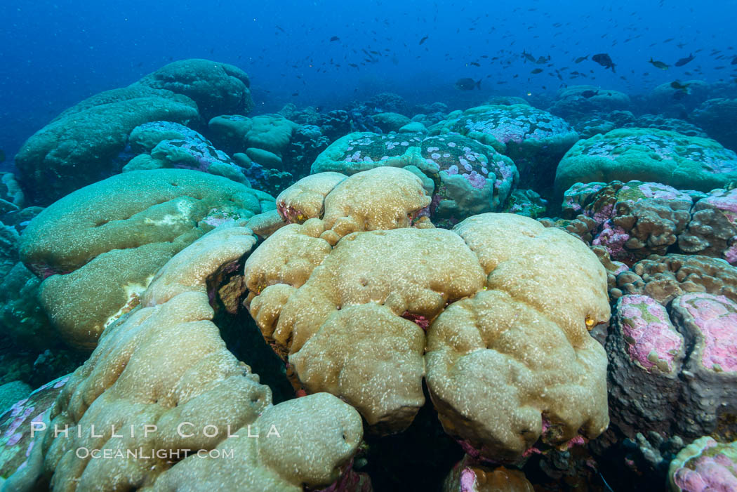 Coral reef expanse composed primarily of porites lobata, Clipperton Island, near eastern Pacific. France, Porites lobata, natural history stock photograph, photo id 33058