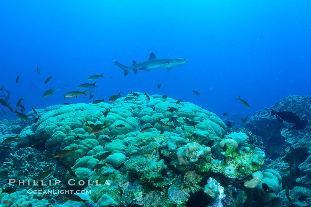 Coral reef expanse composed primarily of porites lobata, Clipperton Island, near eastern Pacific., Porites lobata, natural history stock photograph, photo id 33062