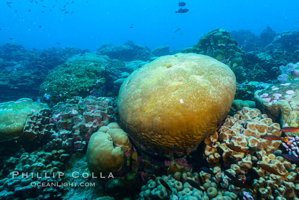 Coral reef expanse composed primarily of porites lobata, Clipperton Island, near eastern Pacific. France, Porites lobata, natural history stock photograph, photo id 33066