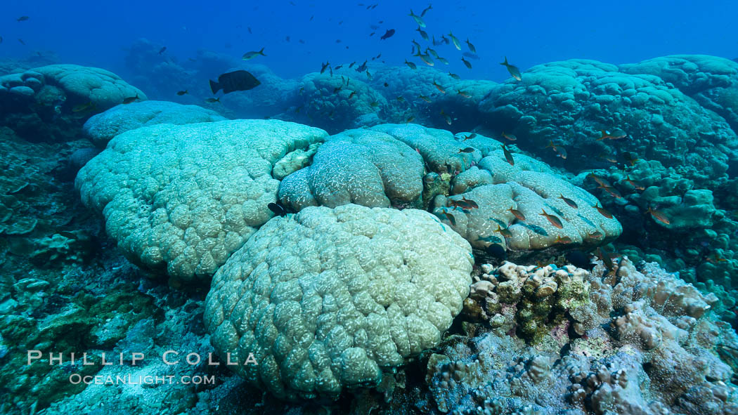 Coral reef expanse composed primarily of porites lobata, Clipperton Island, near eastern Pacific. France, Porites lobata, natural history stock photograph, photo id 32956