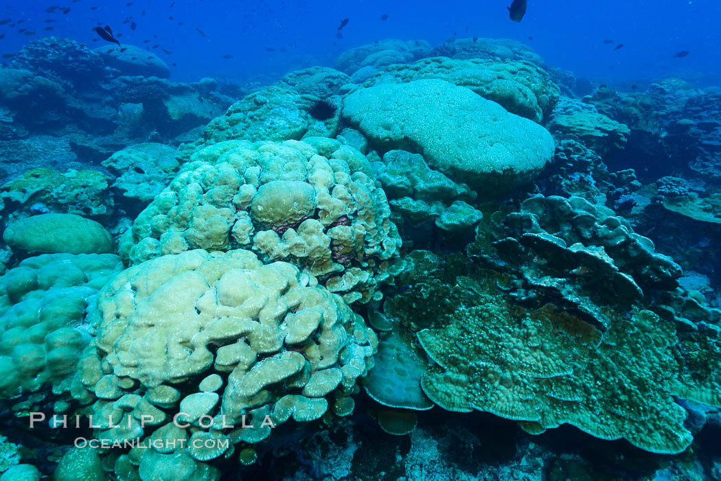 Coral reef expanse composed primarily of porites lobata, Clipperton Island, near eastern Pacific. France, Porites lobata, natural history stock photograph, photo id 33048