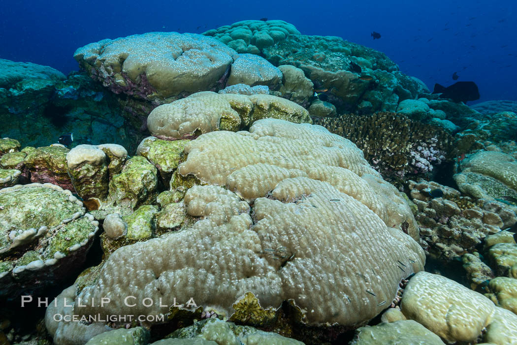 Coral reef expanse composed primarily of porites lobata, Clipperton Island, near eastern Pacific. France, Porites lobata, natural history stock photograph, photo id 33052