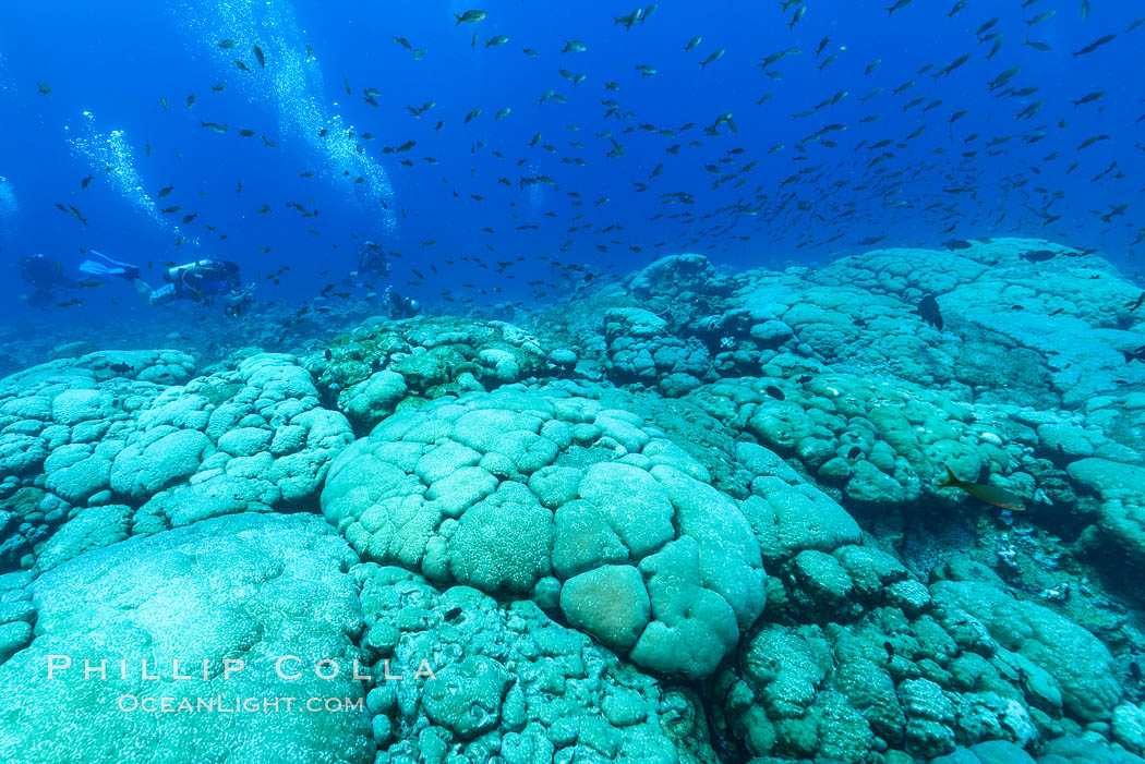 Coral reef expanse composed primarily of porites lobata, Clipperton Island, near eastern Pacific. France, Porites lobata, natural history stock photograph, photo id 32963