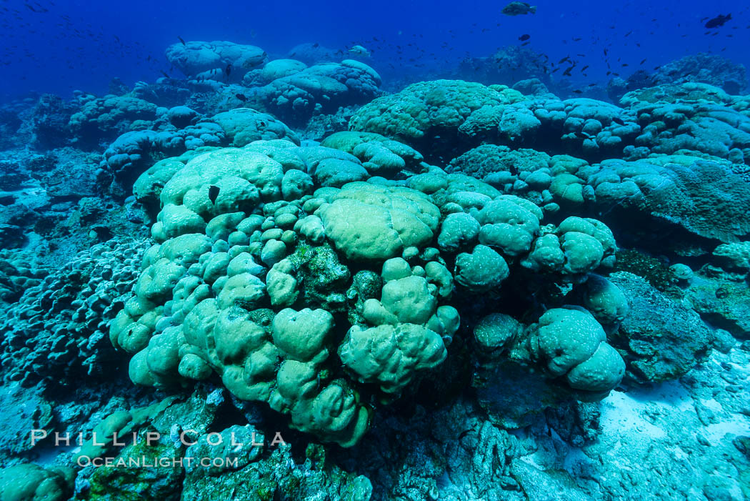 Coral reef expanse composed primarily of porites lobata, Clipperton Island, near eastern Pacific. France, Porites lobata, natural history stock photograph, photo id 32987