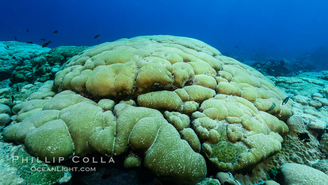 Coral reef expanse composed primarily of porites lobata, Clipperton Island, near eastern Pacific. France, Porites lobata, natural history stock photograph, photo id 33019