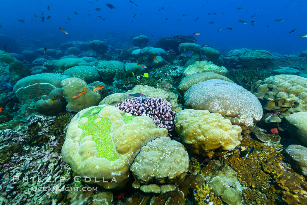 Coral reef expanse composed primarily of porites lobata, Clipperton Island, near eastern Pacific. France, Porites lobata, natural history stock photograph, photo id 33039