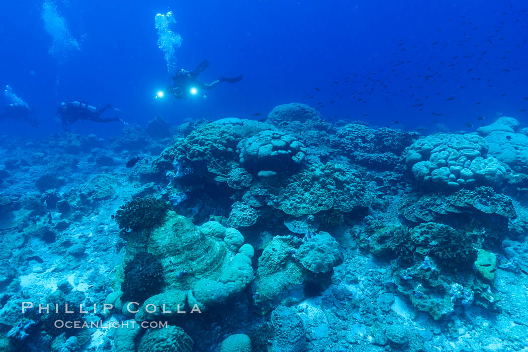 Coral reef expanse composed primarily of porites lobata, Clipperton Island, near eastern Pacific. France, Porites lobata, natural history stock photograph, photo id 33047