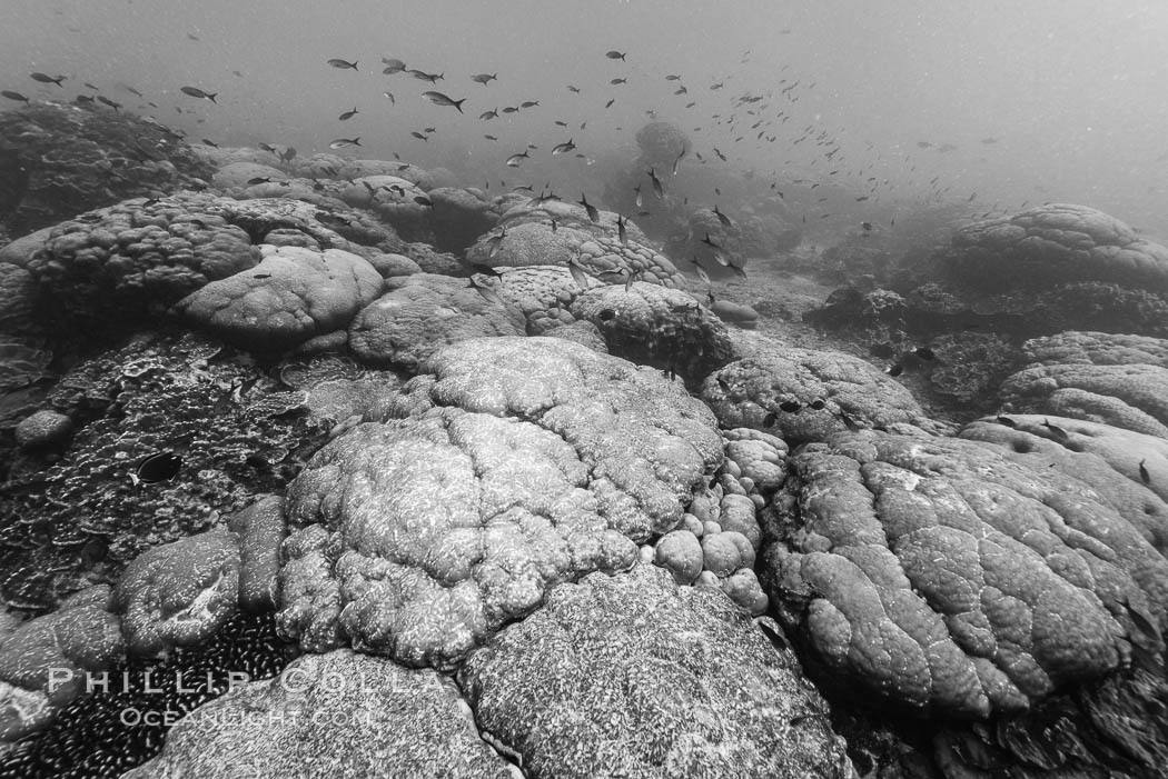 Coral reef expanse composed primarily of porites lobata, Clipperton Island, near eastern Pacific. France, Porites lobata, natural history stock photograph, photo id 33051