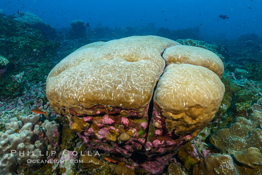 Coral reef expanse composed primarily of porites lobata, Clipperton Island, near eastern Pacific. France, Porites lobata, natural history stock photograph, photo id 33059