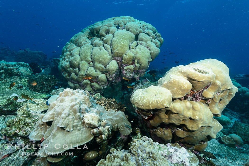 Coral reef expanse composed primarily of porites lobata, Clipperton Island, near eastern Pacific., Porites lobata, natural history stock photograph, photo id 33063