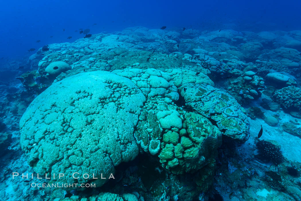 Coral reef expanse composed primarily of porites lobata, Clipperton Island, near eastern Pacific. France, Porites lobata, natural history stock photograph, photo id 32961