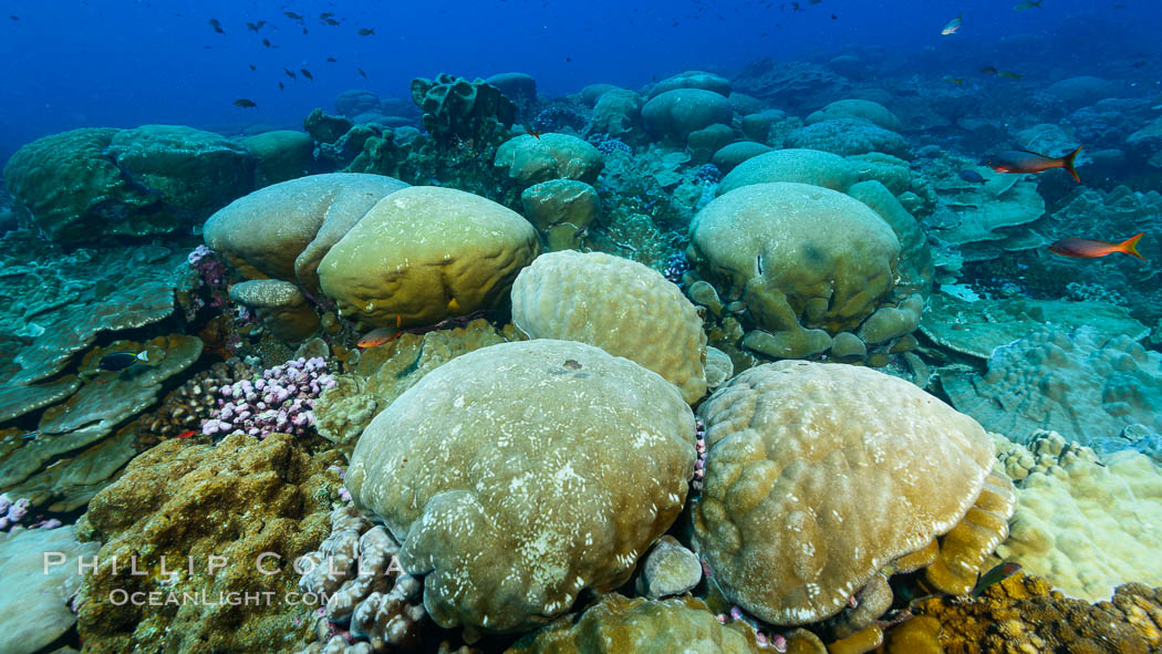 Coral reef expanse composed primarily of porites lobata, Clipperton Island, near eastern Pacific. France, Porites lobata, natural history stock photograph, photo id 33041