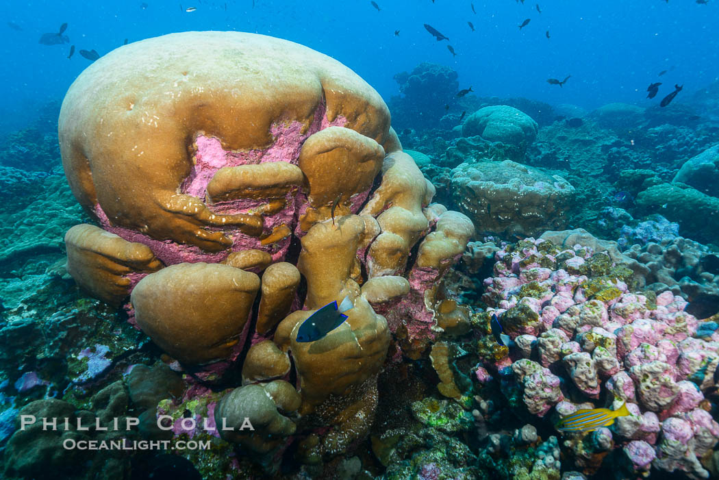 Coral reef expanse composed primarily of porites lobata, Clipperton Island, near eastern Pacific., Porites lobata, natural history stock photograph, photo id 33061