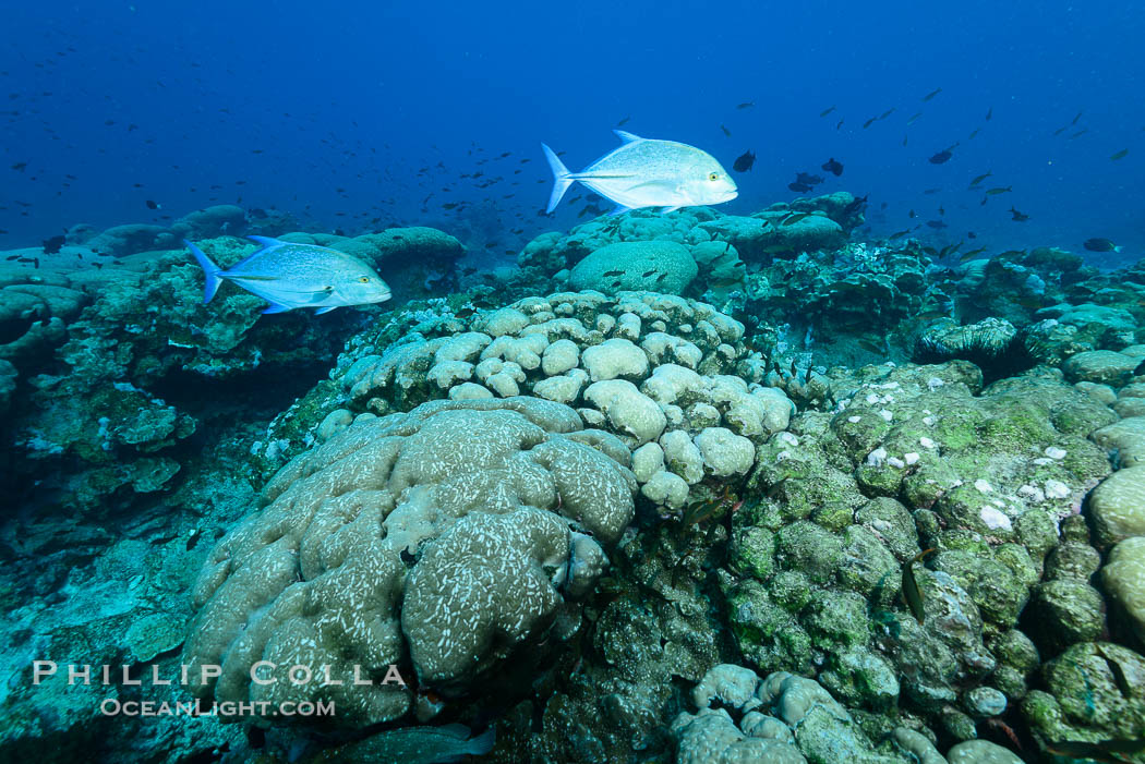 Coral reef expanse composed primarily of porites lobata, Clipperton Island, near eastern Pacific., Porites lobata, natural history stock photograph, photo id 33065