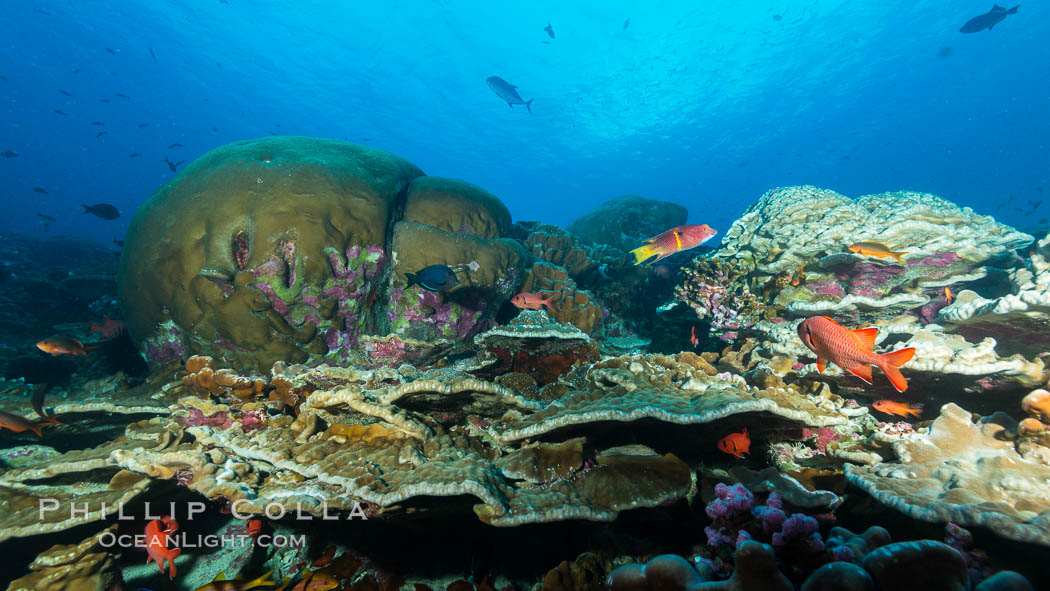 Coral reef of Porites sp., Porites lobata (rounded) and Porites arnaudi (platelike) comprise coral reef at Clipperton Island. France, Porites arnaudi, Porites lobata, natural history stock photograph, photo id 32982