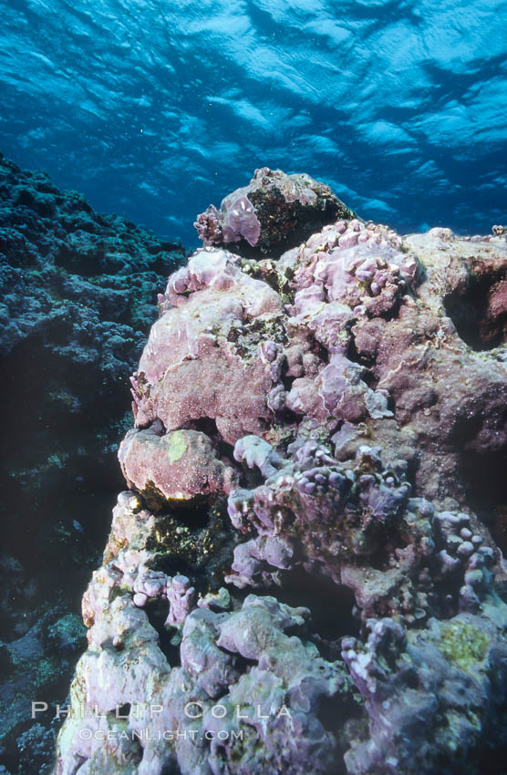Pink coralline algae. Rose Atoll National Wildlife Sanctuary, American Samoa, USA, Porolithon, natural history stock photograph, photo id 00760