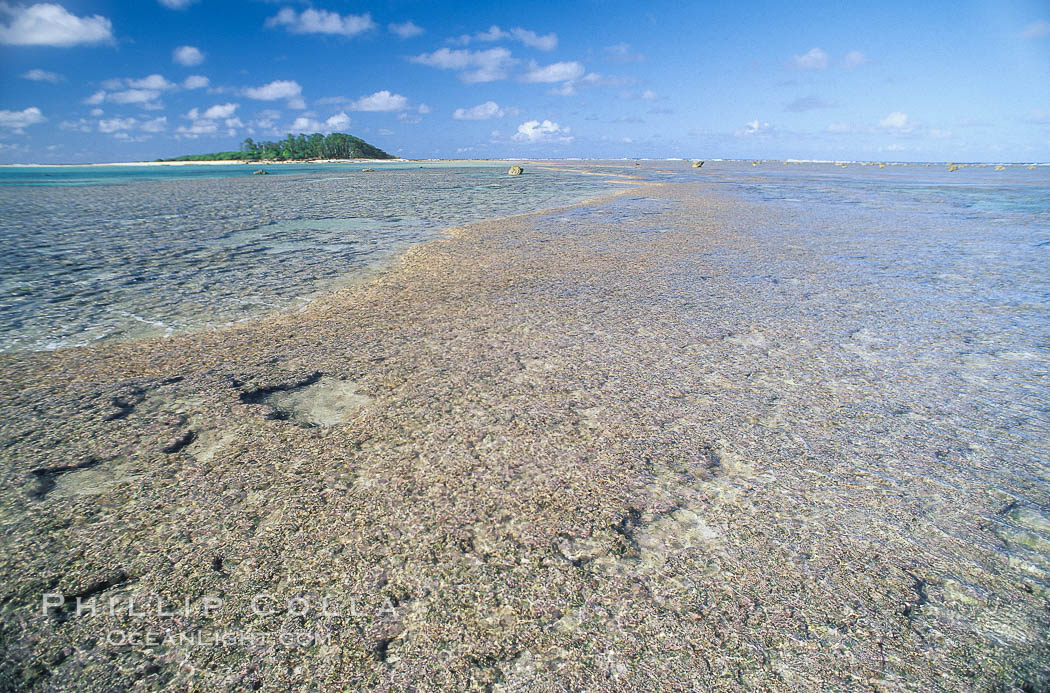 coralline algae reef. Rose Atoll National Wildlife Sanctuary, American Samoa, USA, Porolithon, natural history stock photograph, photo id 00727