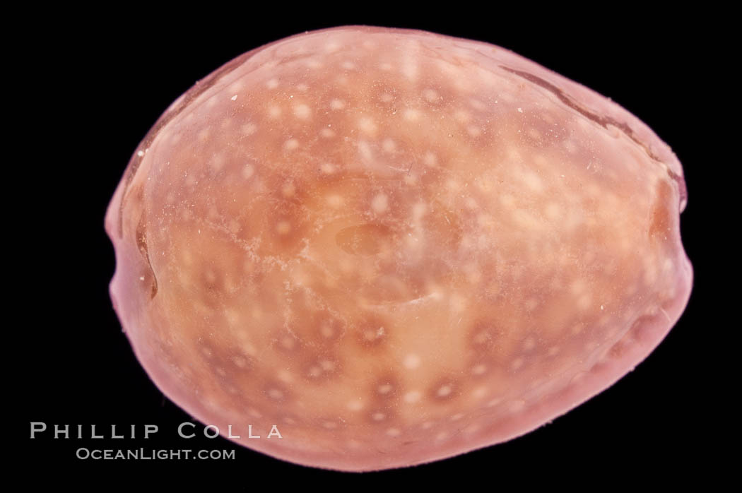 Porous Cowrie., Cypraea poraria, natural history stock photograph, photo id 08502