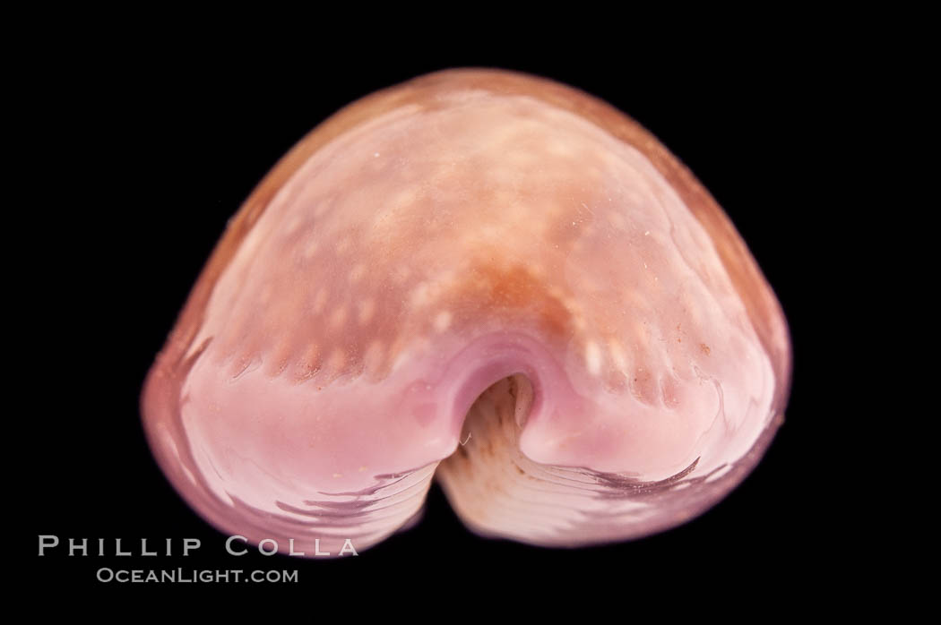 Porous Cowrie., Cypraea poraria, natural history stock photograph, photo id 08505