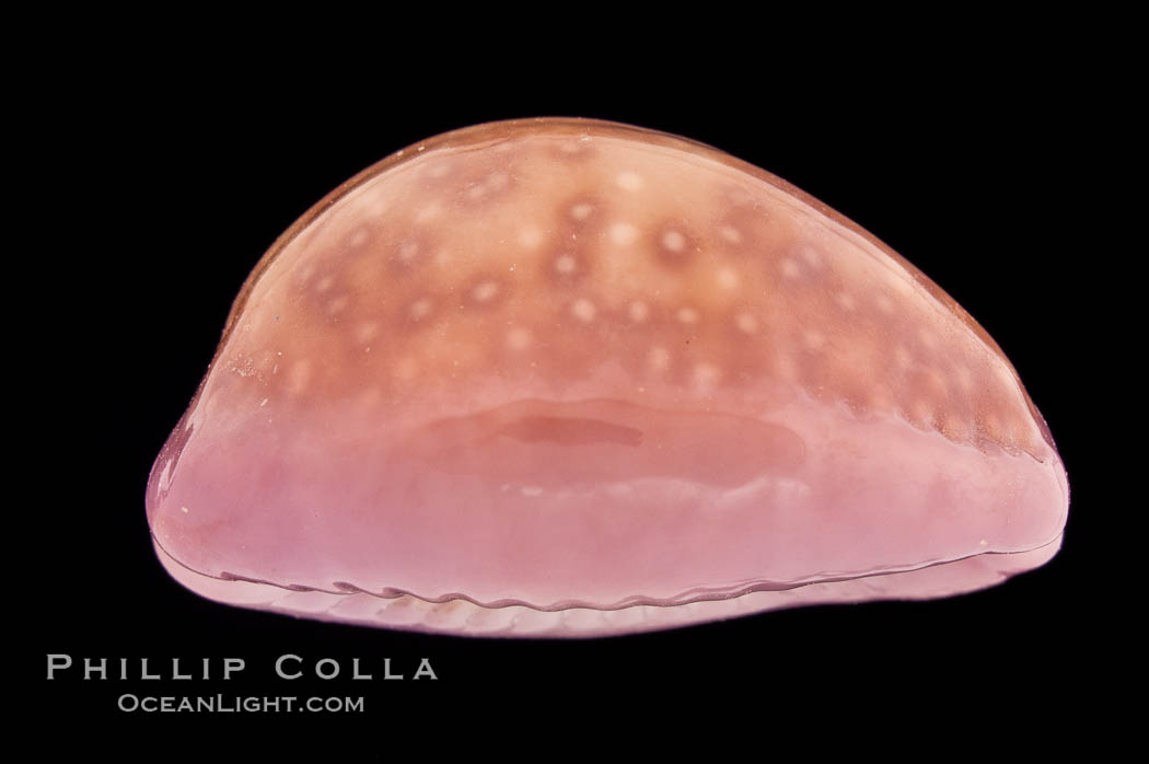 Porous Cowrie., Cypraea poraria, natural history stock photograph, photo id 08504
