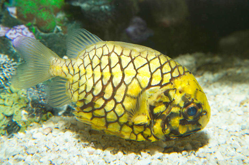 Port-and-starboard light fish.  The fish, also called pinecone fish, have two light organs that are housed in pits in their lower jaws.  The organs produce a greenish light that allows the fish to feed at night by luring small prey with their dim lights., Cleidopus gloriamaris, natural history stock photograph, photo id 13973