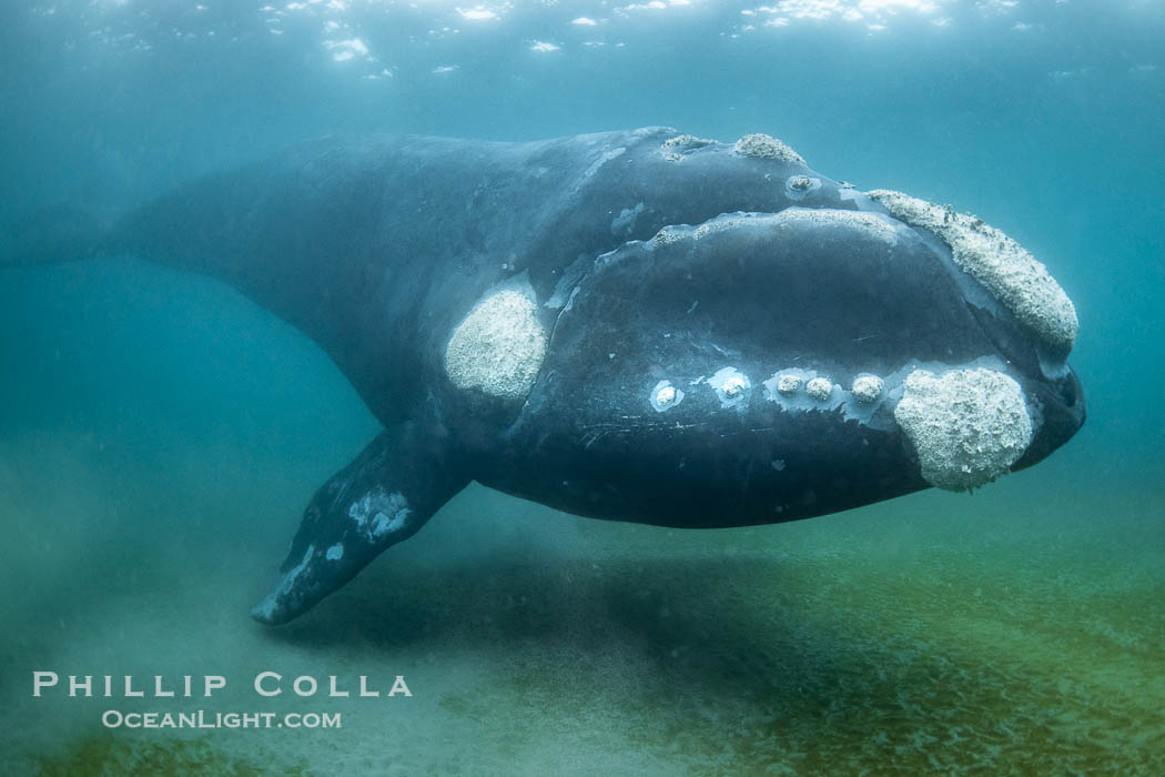 Portrait of an adult Southern Right Whale Underwater, Eubalaena australis, hovering over sand bottom on Golfo Nuevo, Peninsula Valdes. By permission of the Government of Argentina, Chubut, permit # 51 / 2025-SsCyA., Eubalaena australis, natural history stock photograph, photo id 41278