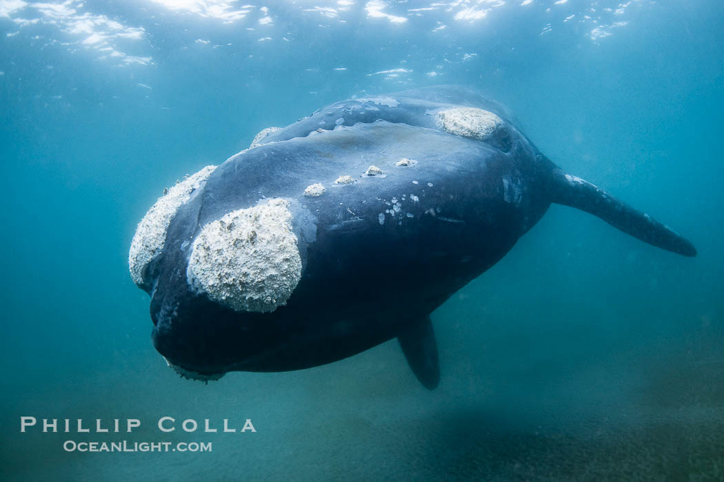 Portrait of an adult Southern Right Whale Underwater, Eubalaena australis, hovering over sand bottom on Golfo Nuevo, Peninsula Valdes. By permission of the Government of Argentina, Chubut, permit # 51 / 2025-SsCyA., Eubalaena australis, natural history stock photograph, photo id 41276