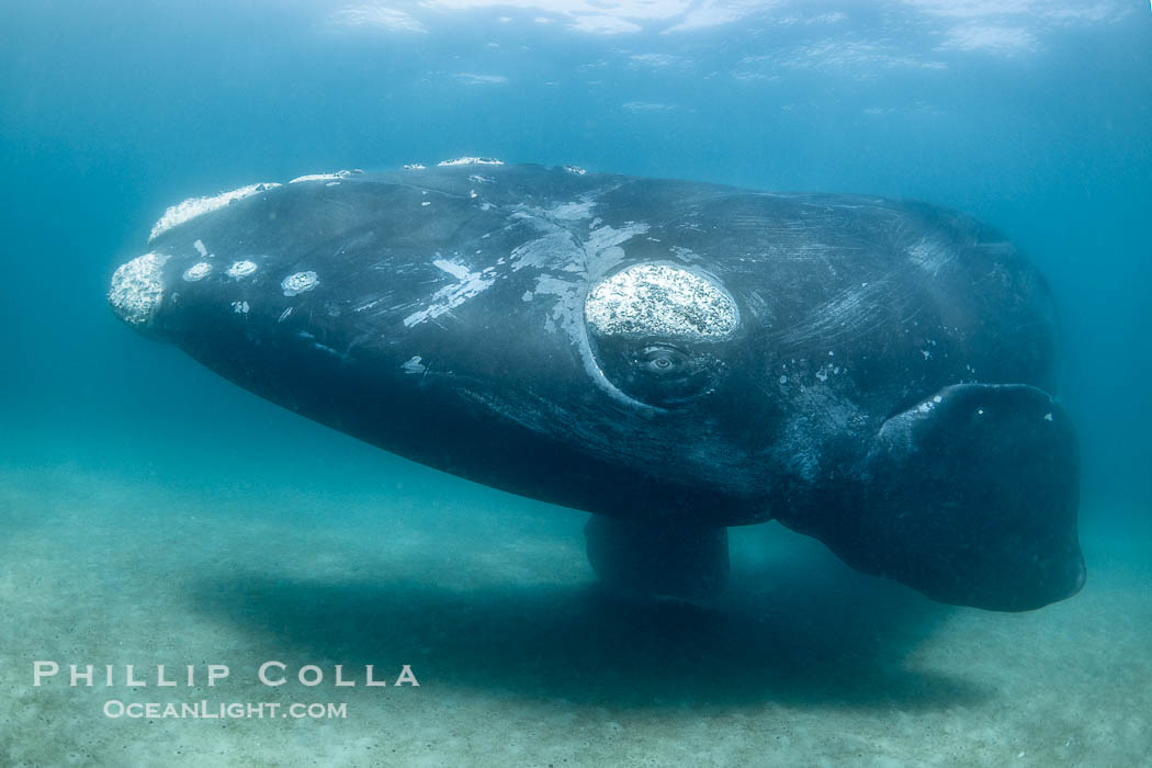 Portrait of an adult Southern Right Whale Underwater, Eubalaena australis, hovering over sand bottom on Golfo Nuevo, Peninsula Valdes. By permission of the Government of Argentina, Chubut, permit # 51 / 2025-SsCyA, Eubalaena australis, Puerto Piramides Portrait of an adult Southern Right Whale Underwater, Eubalaena australis, hovering over sand bottom on Golfo Nuevo, Peninsula Valdes. By permission of the Government of Argentina, Chubut, permit # 51 / 2025-SsCyA, Eubalaena australis, Puerto Piramides