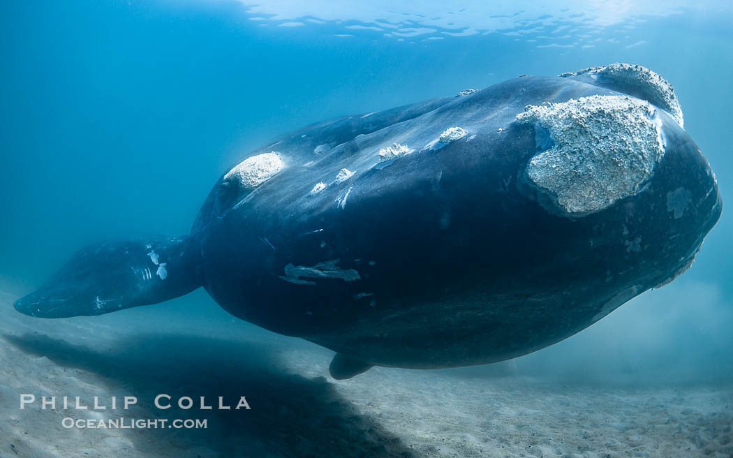 Portrait of an adult Southern Right Whale Underwater, Eubalaena australis, hovering over sand bottom on Golfo Nuevo, Peninsula Valdes. By permission of the Government of Argentina, Chubut, permit # 51 / 2025-SsCyA., Eubalaena australis, natural history stock photograph, photo id 41195