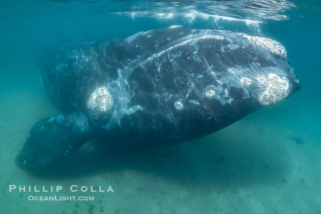 Portrait of an adult Southern Right Whale Underwater, Eubalaena australis, hovering over sand bottom on Golfo Nuevo, Peninsula Valdes. By permission of the Government of Argentina, Chubut, permit # 51 / 2025-SsCyA., Eubalaena australis, natural history stock photograph, photo id 41231