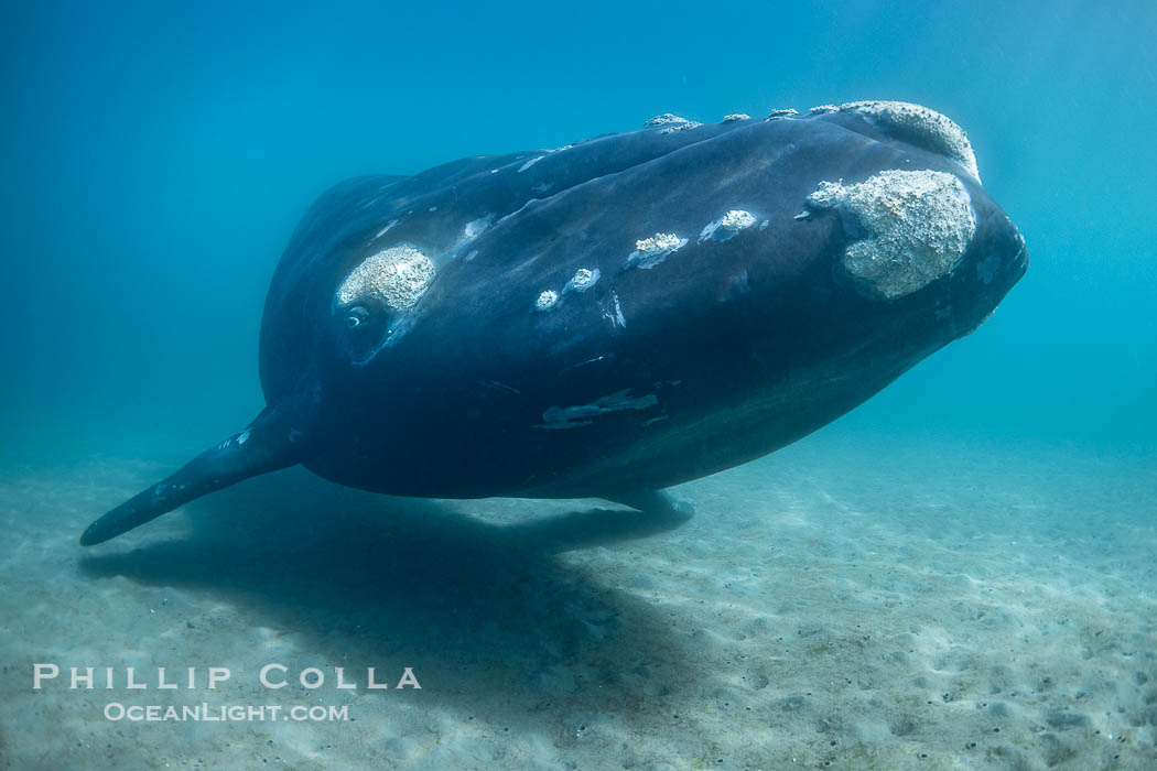 Portrait of an adult Southern Right Whale Underwater, Eubalaena australis, hovering over sand bottom on Golfo Nuevo, Peninsula Valdes. By permission of the Government of Argentina, Chubut, permit # 51 / 2025-SsCyA, Eubalaena australis, Puerto Piramides Portrait of an adult Southern Right Whale Underwater, Eubalaena australis, hovering over sand bottom on Golfo Nuevo, Peninsula Valdes. By permission of the Government of Argentina, Chubut, permit # 51 / 2025-SsCyA, Eubalaena australis, Puerto Piramides