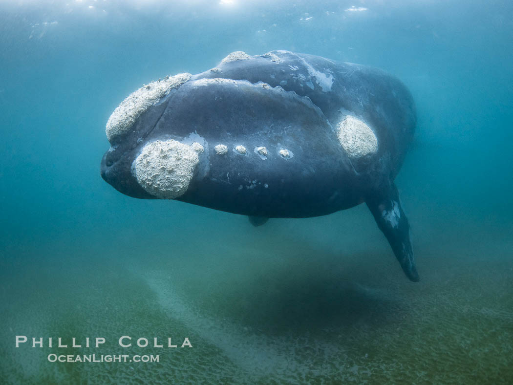 Portrait of an adult Southern Right Whale Underwater, Eubalaena australis, hovering over sand bottom on Golfo Nuevo, Peninsula Valdes. By permission of the Government of Argentina, Chubut, permit # 51 / 2025-SsCyA., Eubalaena australis, natural history stock photograph, photo id 41277