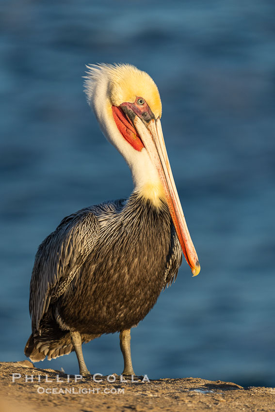 Portrait of a California Brown Pelican Adult in Nonbreeding Winter Plumage, Sunrise, La Jolla. USA, Pelecanus occidentalis californicus, Pelecanus occidentalis, natural history stock photograph, photo id 39800