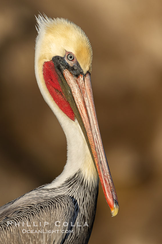 Portrait of a California Brown Pelican Adult in Nonbreeding Winter Plumage, Sunrise, La Jolla. USA, Pelecanus occidentalis, Pelecanus occidentalis californicus, natural history stock photograph, photo id 39805